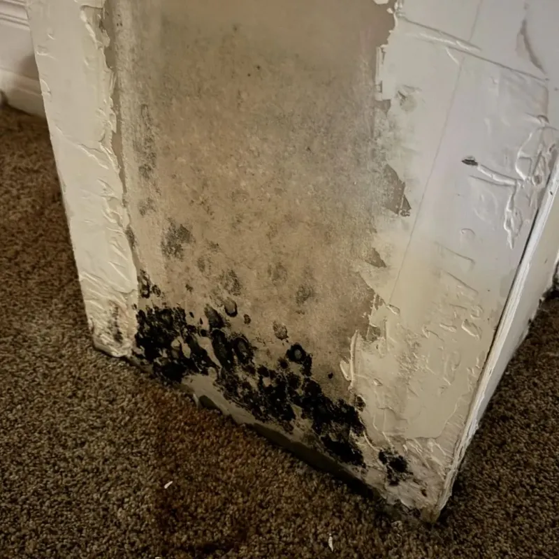 Professional Mold Removal in Hall Park, OK